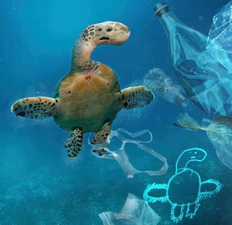 Kaplumbağa, denizlerin kirletilmesine pek üzgün :(