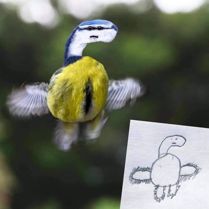 Kaplumbağa kafalı bir kanarya :)